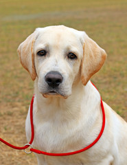 yellow labrador in summer