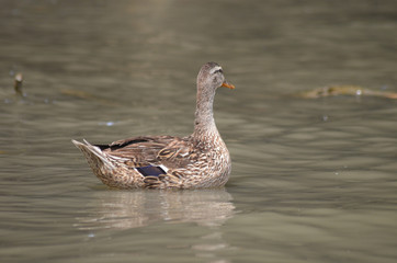 Female wild duck in Sacramento river