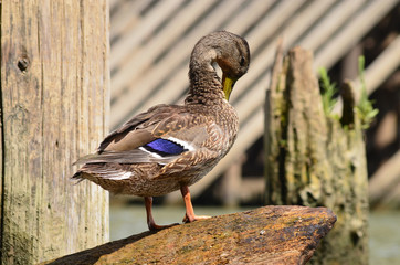 Female wild duck grooming on a trunk in Sacramento river