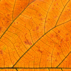Naklejka na ściany i meble Closeup of orange leaf texture of a plant