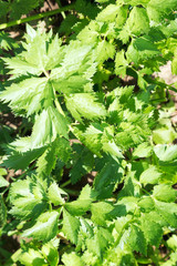 leaves of Celeriac herb in garden