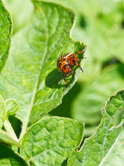 colorado potato beetle eats potatoes leaves