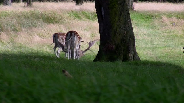 Common spotted and rare white fallow deer