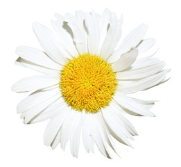 Ox-eye daisy flower close up isolated