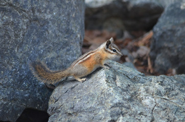 Chipmunk on a rock, lake Tahoe, California