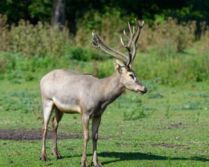 Fototapeta na wymiar Pere David's deer