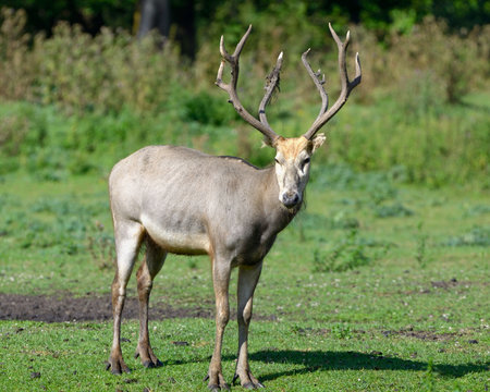 Pere David's deer