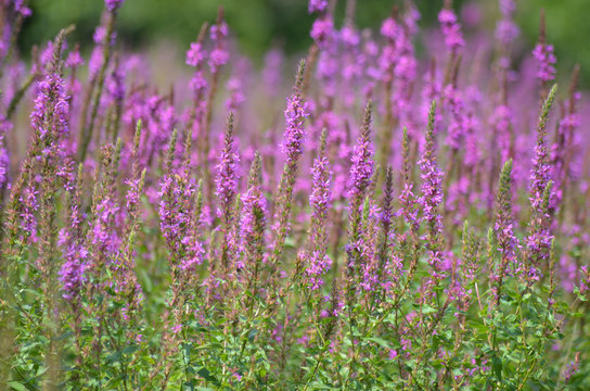 Field of purple lythrum flowers © lembrechtsjonas
