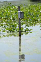 birdhouse on stick with water plants at wildlife refugium