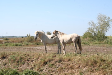 Obraz premium Camargue