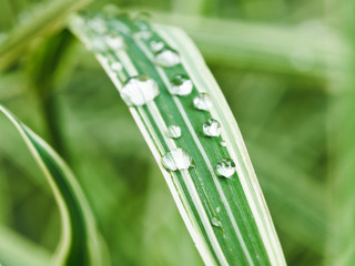 raindrops on green blades of carex close up - obrazy, fototapety, plakaty