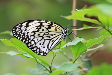 Large Tree Nymphs butterfly