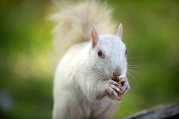 White squirrel in Olney