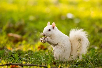 Tuinposter Witte eekhoorn in Olney © Tony Campbell