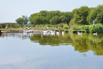 Fototapeta na wymiar flock of geese in Briere Marsh, France