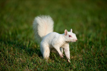 White squirrel in the grass
