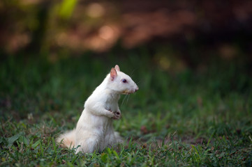 White squirrel in the grass