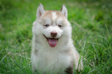 Puppy smiling
