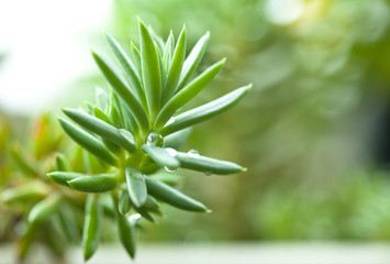 Sedum, crassula, stonecrop, acre, green plant