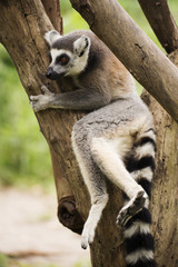 Obraz premium Ring-tailed lemur sitting on the tree