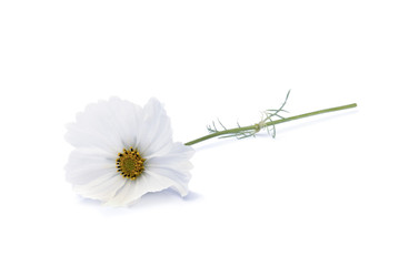 Weiße Cosmea auf weiß