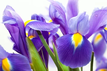 Möbelaufkleber violett-gelbe Iris-Blaue-Flagge-Blume auf weißem Hintergrund © Morgenstjerne
