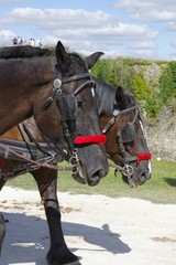 portrait de chevaux en plein effort - ils tractent une calèche