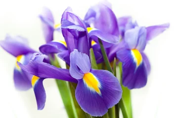 Stoff pro Meter violett-gelbe Iris-Blaue-Flagge-Blume auf weißem Hintergrund © Morgenstjerne