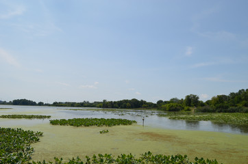 marsh and forest in John Heinz Wildlife Refuge