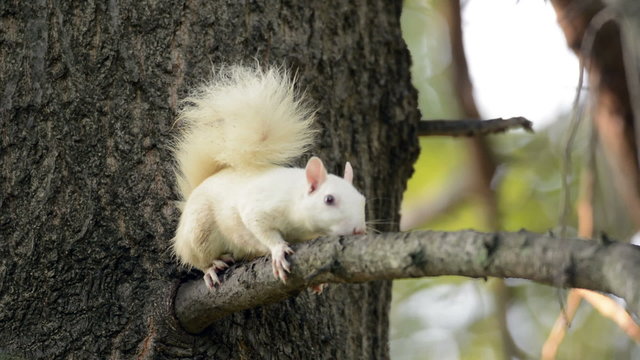 Rare white squirrel in a tree in Olney, Illinois