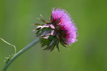 Purple flower head of thistle
