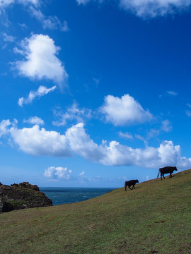 Stock farming at the Cornwall coastline