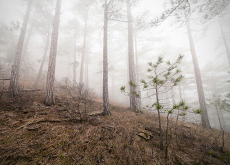 Obraz premium Fog forest
