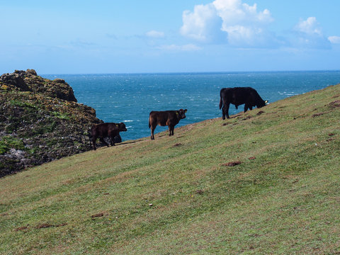 Stock farming at the Cornwall coastline