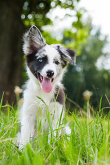 Junger Border Collie