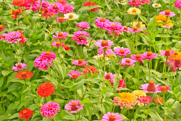 Zinnia elegans