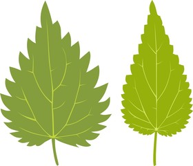 Green leaf of Nettle