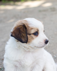 White puppy