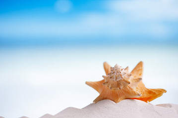 Fototapeta na wymiar cuban sea shell on white Florida beach sand under the sun light