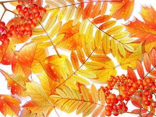 Group autumn multicilor leaves on white.