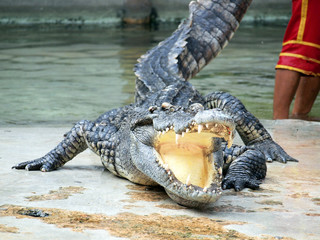 Crocodiles close up in Thailand