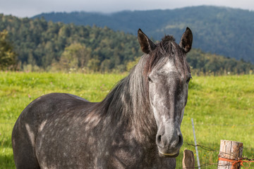 Fototapeta na wymiar cheval gris
