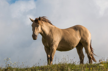 cheval à robe isabelle