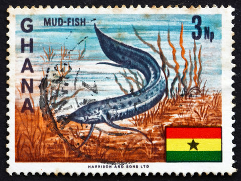 Postage stamp Ghana 1967 West African Lungfish