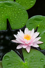 Pink Lotus