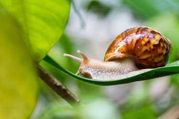 Snail