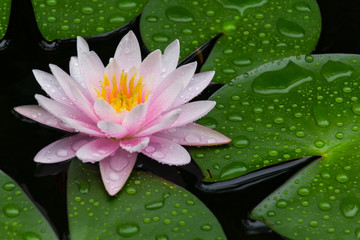 Pink Lotus