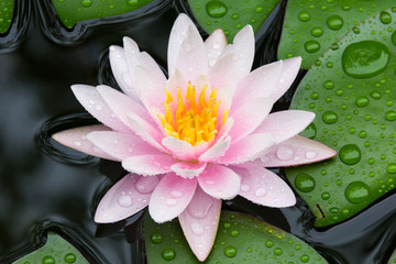 Pink Lotus