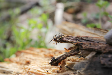 spider on an old tree