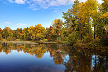 Obraz premium The bright autumn wood is reflected in the lake